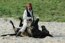 Cheval indien mettant les quatres fers en l'air