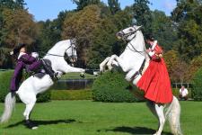 Chevaux de spectacle