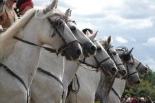 Quatre chevaux blancs