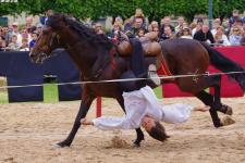 Voltige �questre en ligne